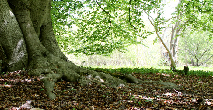 beech roots
